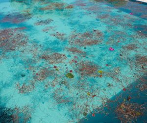 nước hồ bơi bị đọng bùn